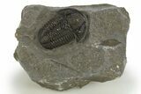 Detailed Gerastos Trilobite Fossil - Morocco #311066-3